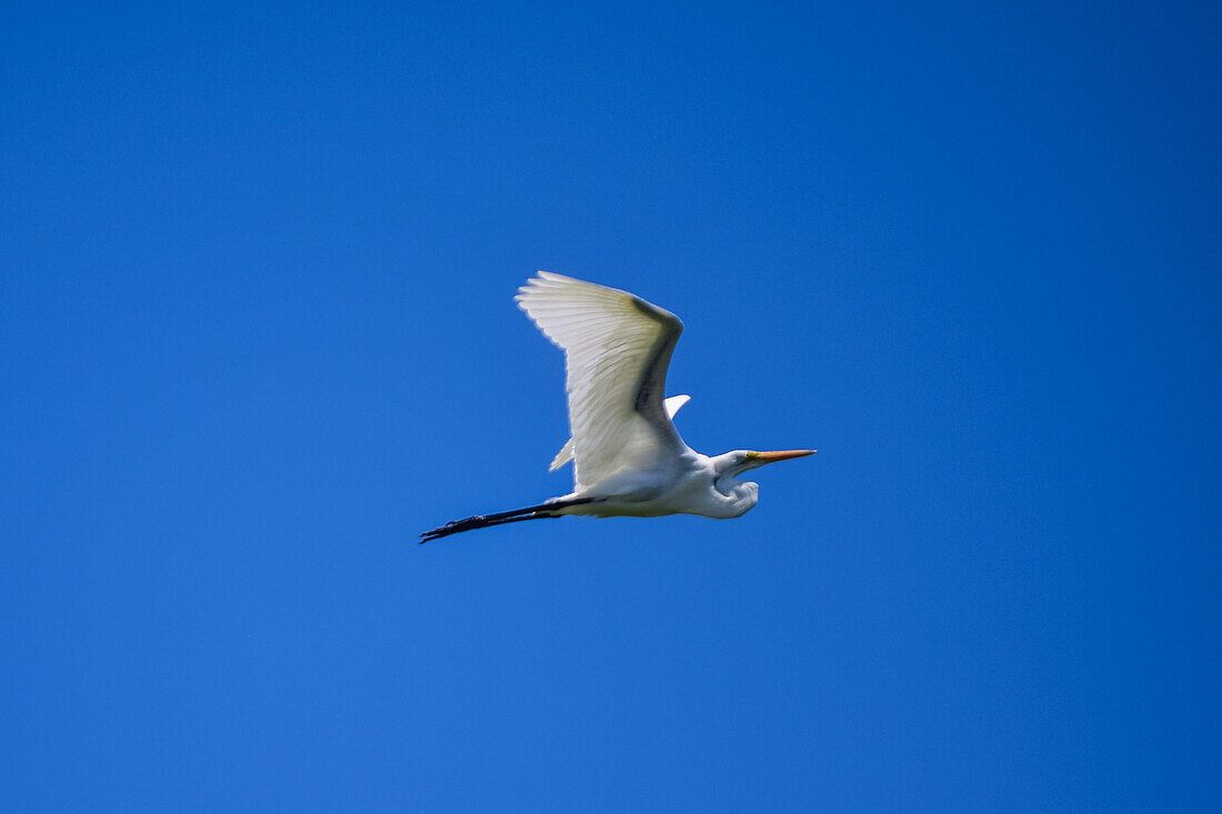 Silberreiher im Flug über dem Tarcoles-Fluss