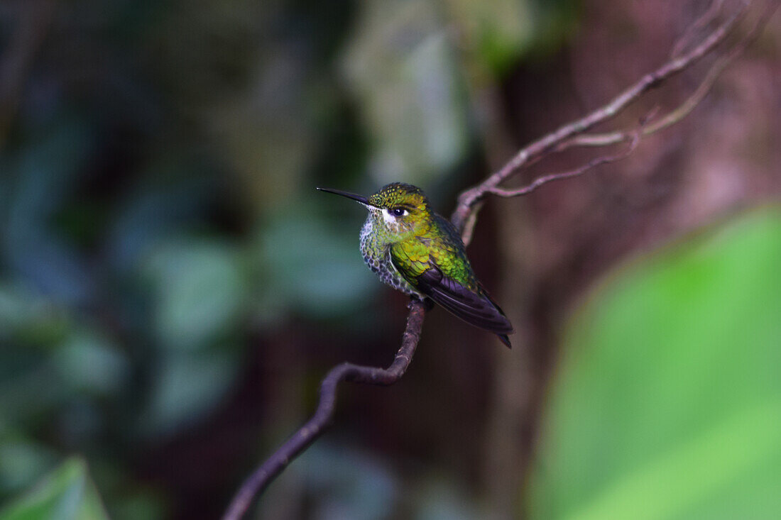 Green hummingbird perched on tree, Monteverde, Costa Rica