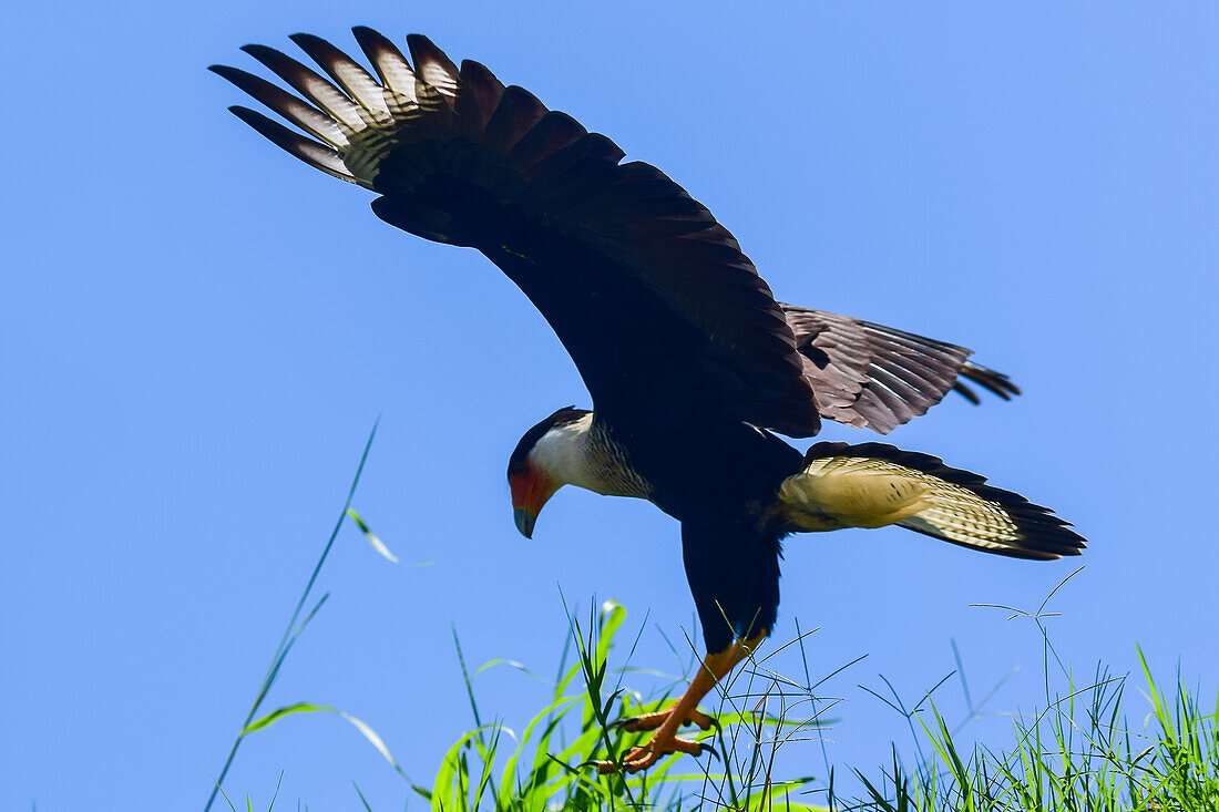 Fliegender Schopfkarakara im Tarcoles-Fluss,Costa Rica