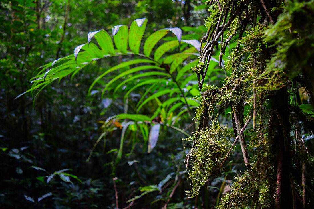 Trees and vegetation in Monteverde cloud forest, Costa Rica