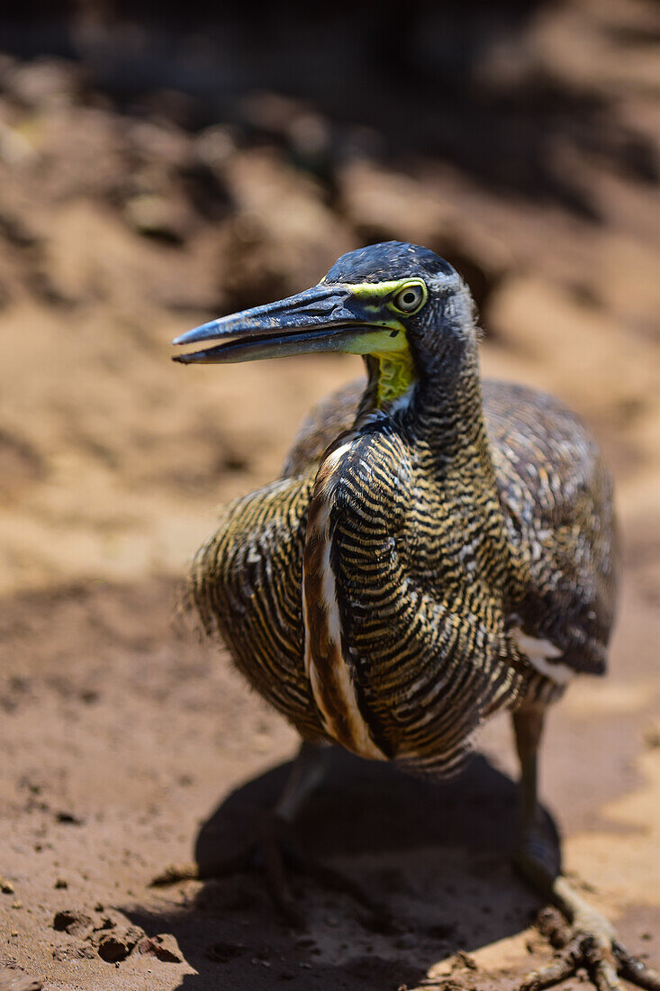 Bare-throated tiger heron in Tarcoles River, Costa Rica