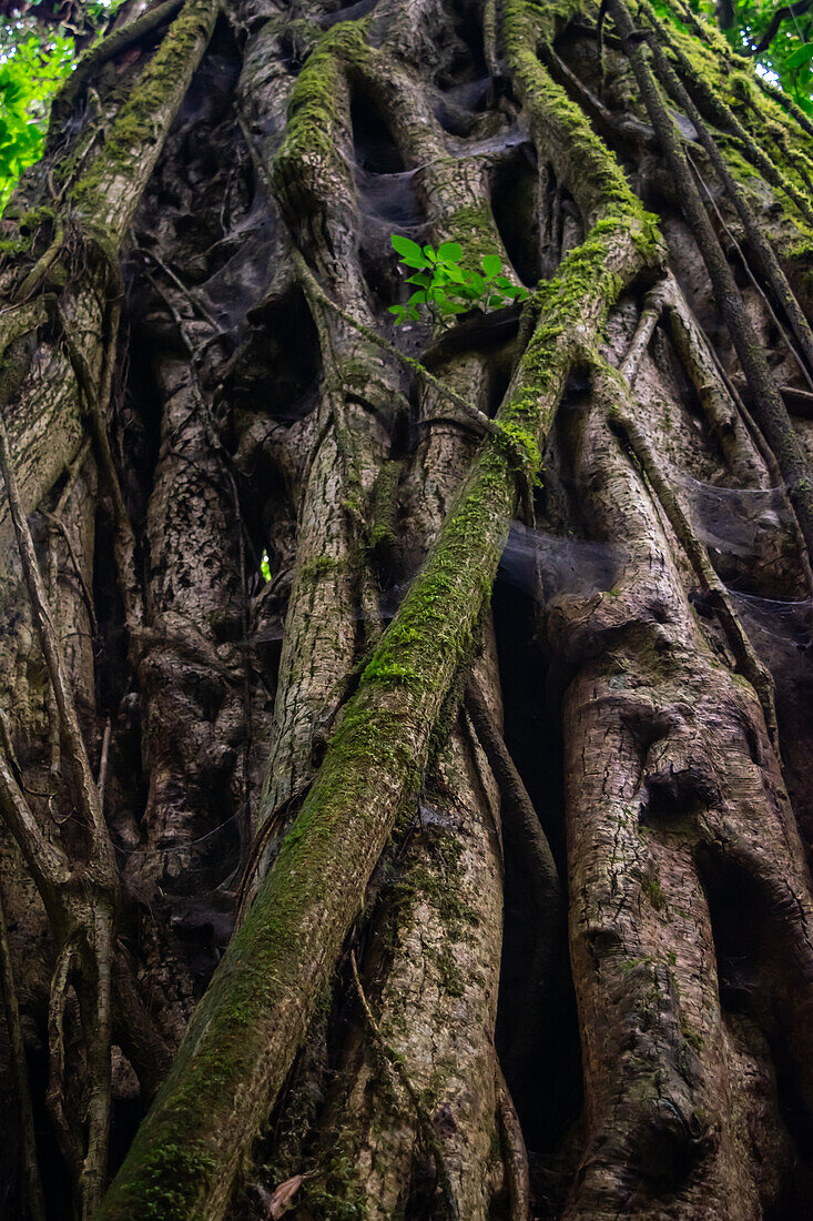 Großer Würgefeigenbaum (Ficus costaricana),Monteverde,Costa Rica