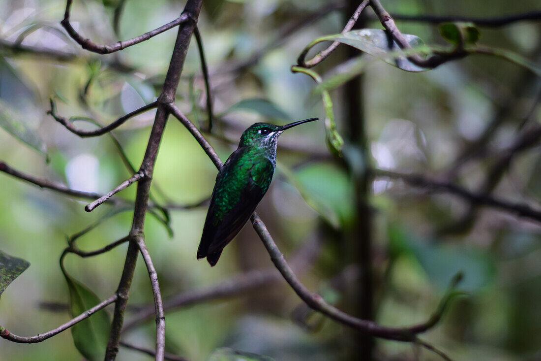 Grüner Kolibri auf einem Baum,Monteverde,Costa Rica