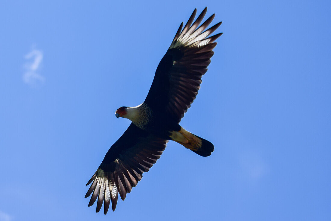 Flying crested caracara in Tarcoles River, Costa Rica