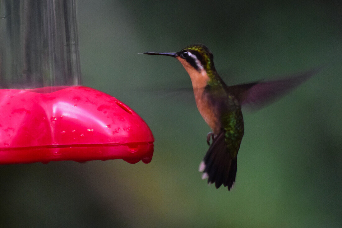 Hummingbird eating from a feeder