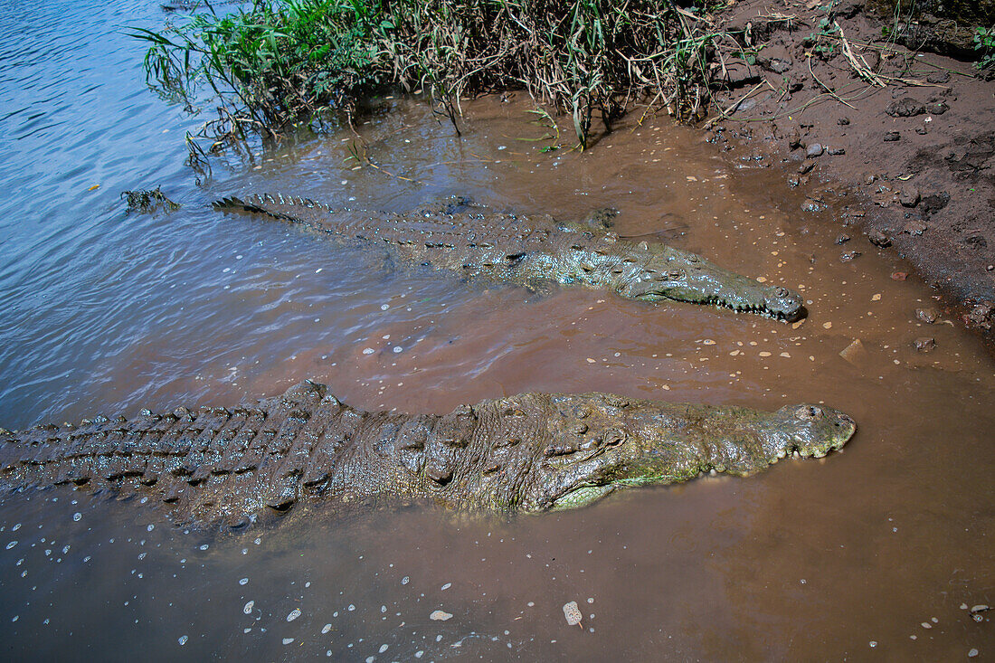 Amerikanisches Krokodil (Crocodylus acutus) im Tarcoles-Fluss,Costa Rica