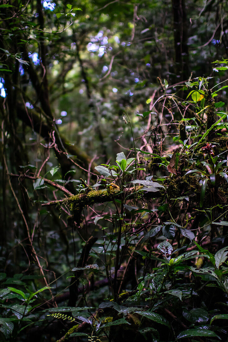 Bäume und Vegetation im Nebelwald von Monteverde,Costa Rica