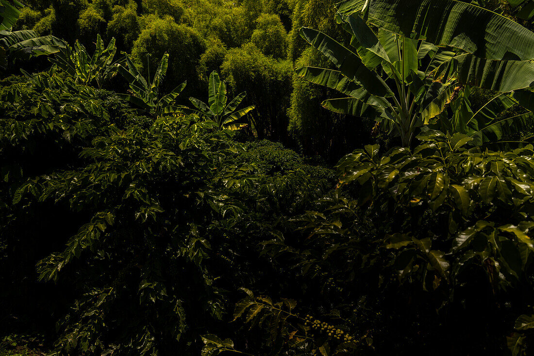 Coffee fields in the coffee axis of Colombia always include plantains which provide shade forthe coffee plants and a second cash crop for the farmers