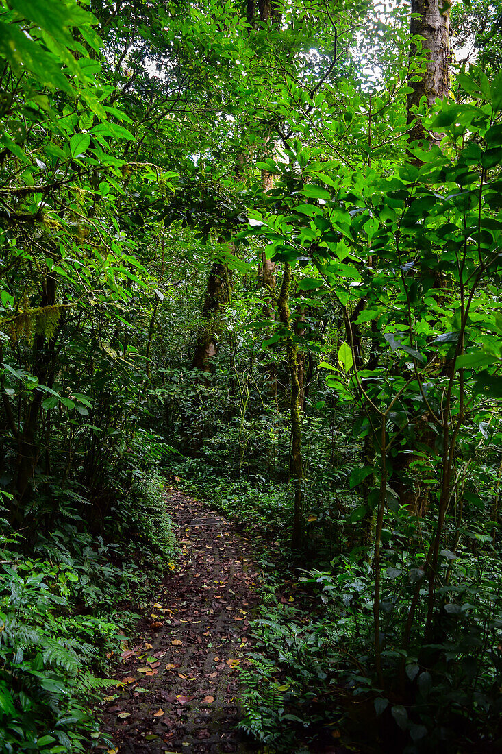 Bäume und Vegetation im Nebelwald von Monteverde,Costa Rica