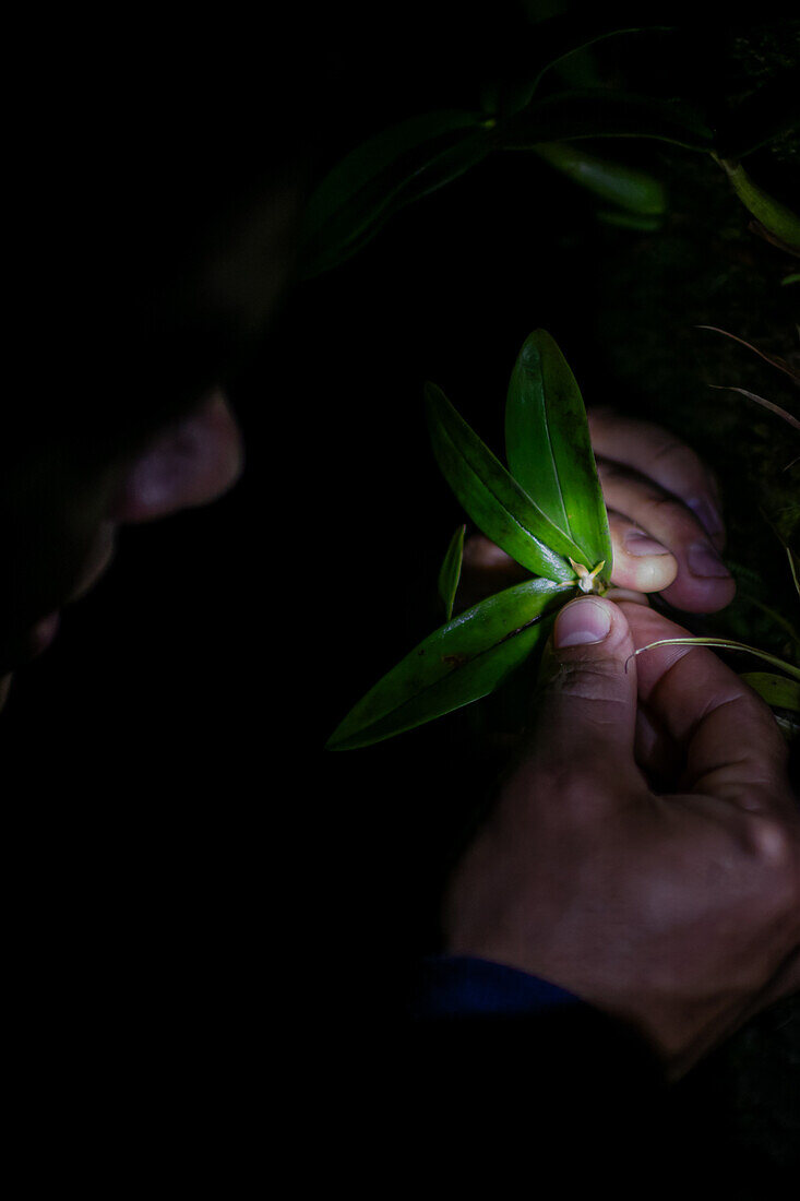 George of the Cloud Forest, guide and specialist, shows a tiny orchid during night tour in Monterey, Costa Rica