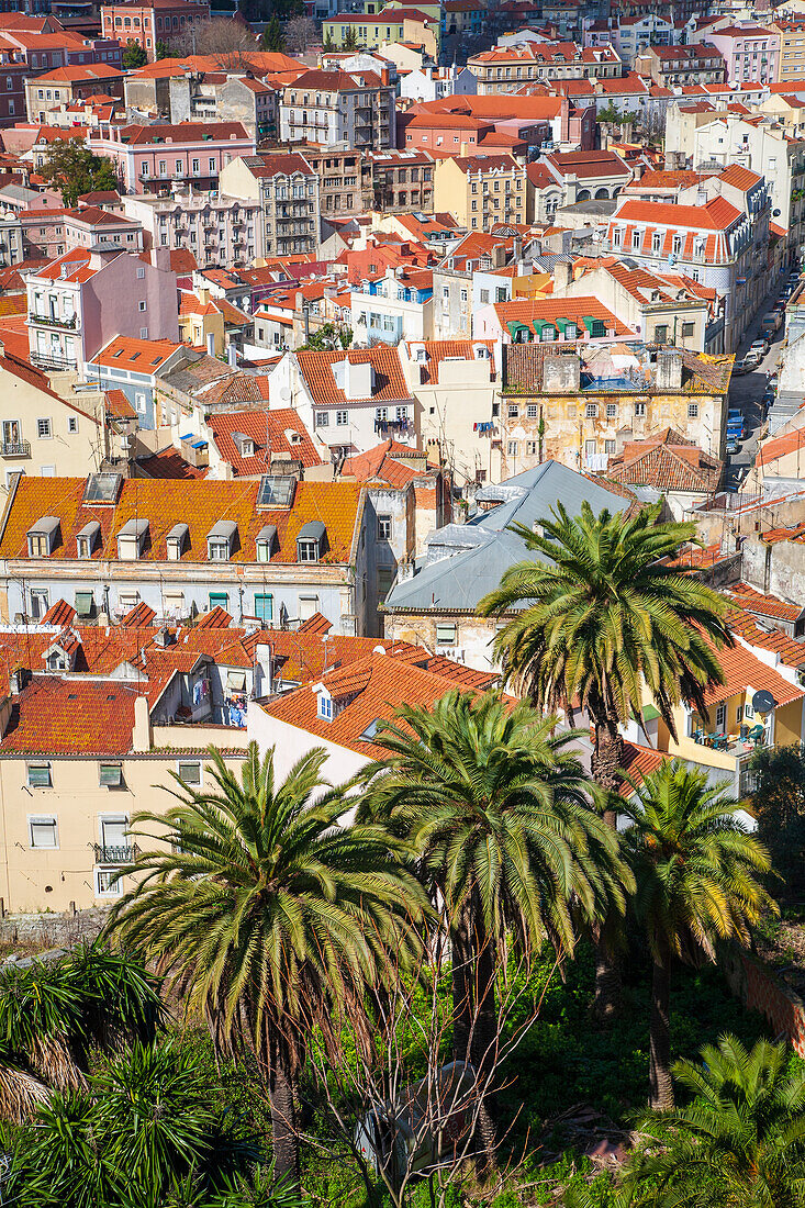 Erkunden Sie den atemberaubenden Panoramablick auf Lisbons Alfama-Viertel vom Graca-Aussichtspunkt aus,mit seinen bunten Dächern und Palmen.