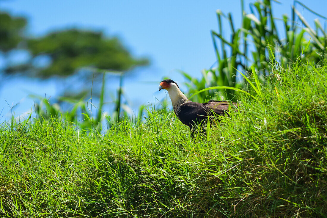 Crested caracara in Tarcoles River, Costa Rica