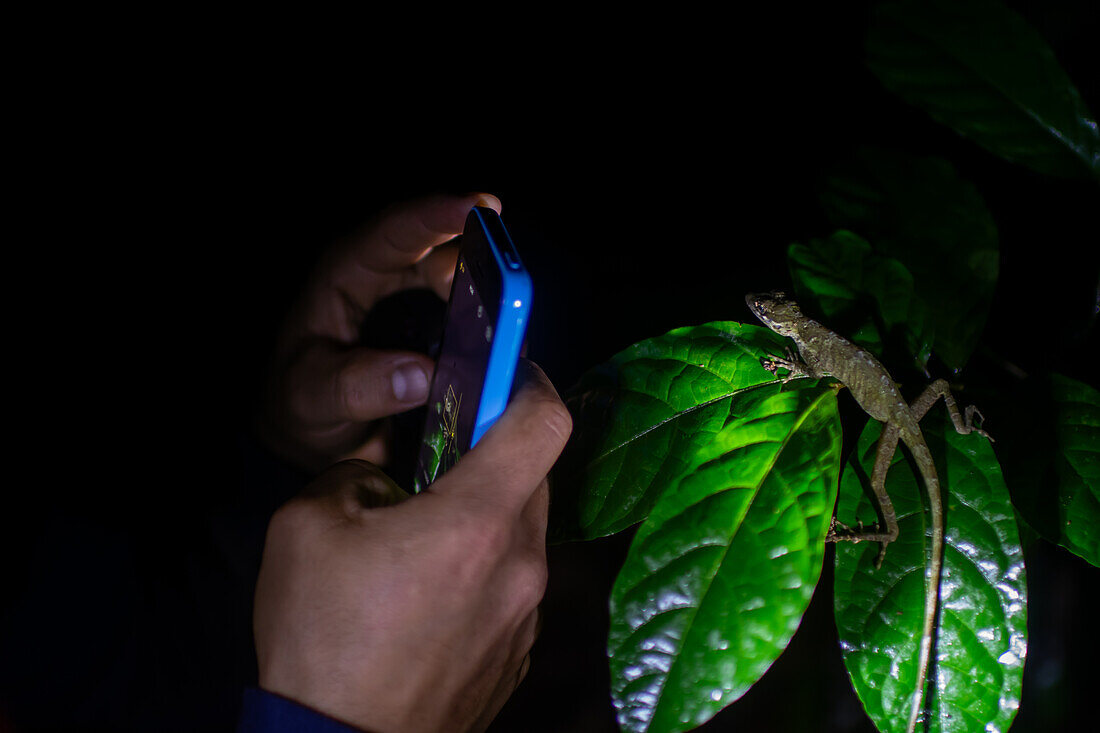 George of the Cloud Forest, guide and wildlife specialist, taking a photo with a smartphone of an Anole lizard on a leaf at night, Costa Rica