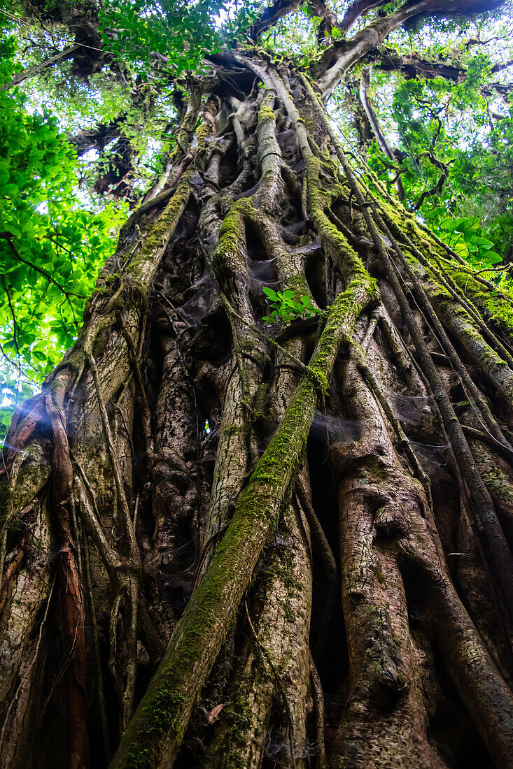 Großer Würgefeigenbaum (Ficus costaricana),Monteverde,Costa Rica