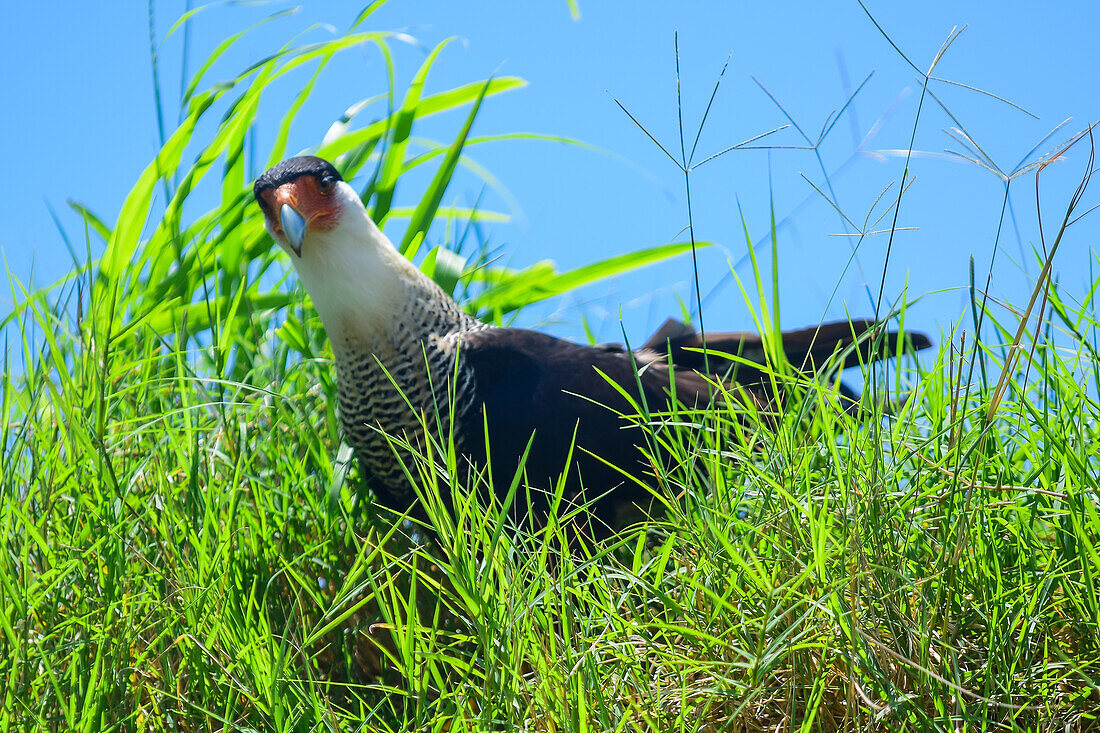 Crested caracara in Tarcoles River, Costa Rica