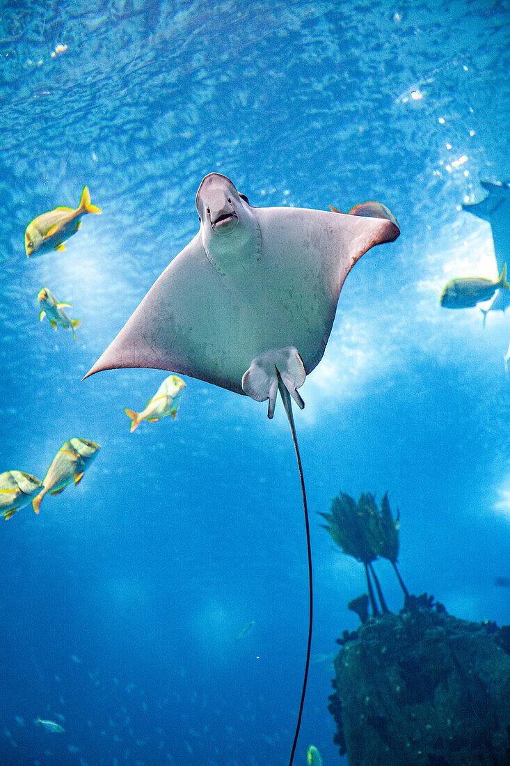 Ein anmutiger Rochen gleitet durch das Wasser im Lissabonner Oceanário,umgeben von verschiedenen Fischen in einem lebendigen Meereslebensraum.