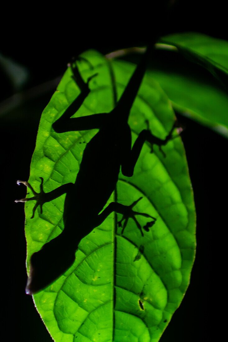 Silhouette of anole lizard behind a leaf, Costa Rica