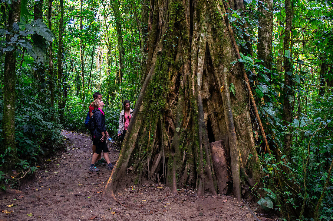 Wanderer bewundern einen großen Würgefeigenbaum (Ficus costaricana),Monteverde,Costa Rica