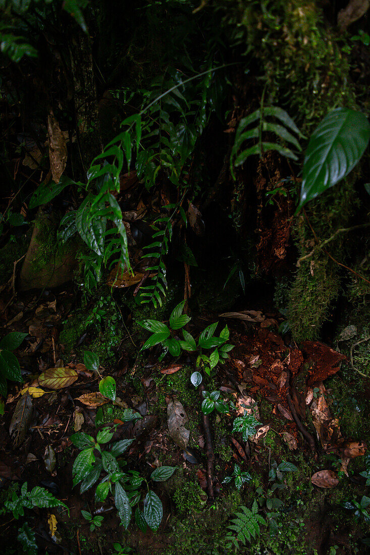 Bäume und Vegetation im Nebelwald von Monteverde,Costa Rica