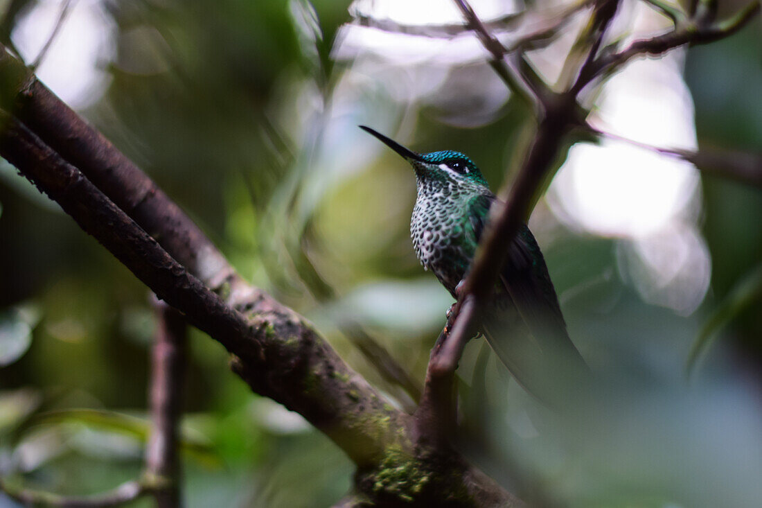 Green hummingbird perched on tree, Monteverde, Costa Rica