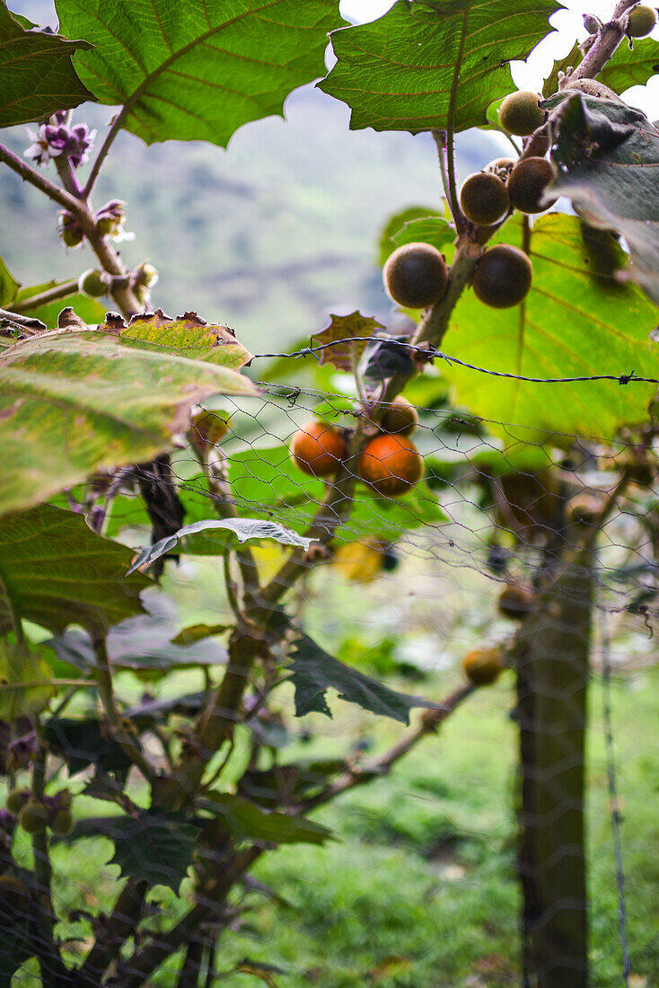 Tree of Lulo, Combeima Canyon, Ibague, Colombia