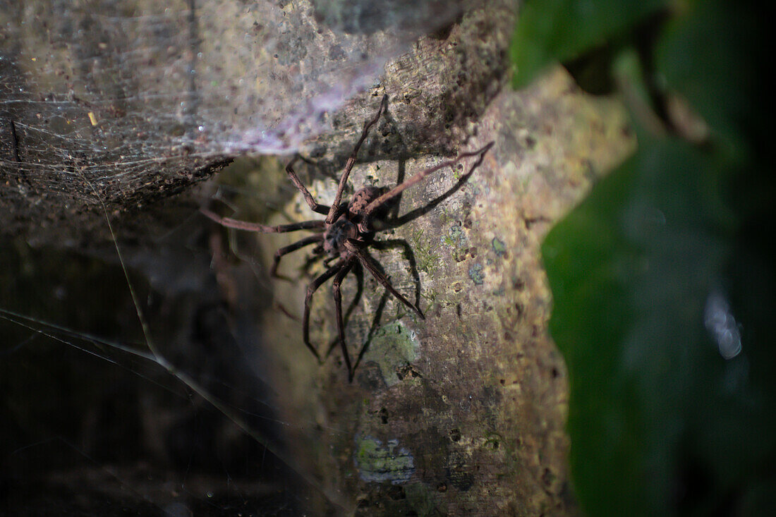 Big spider seen on night fauna tour in Costa Rica