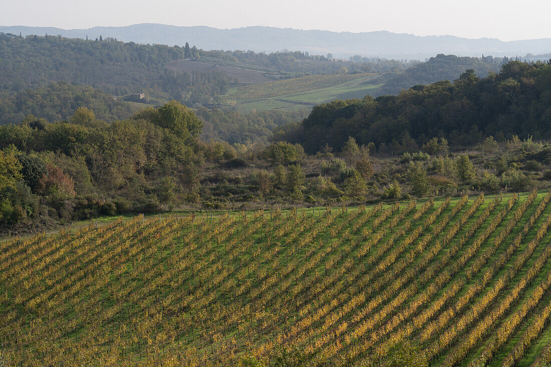 A grape vineyard in the Sienna countryside near Monteriggioni, Italy.