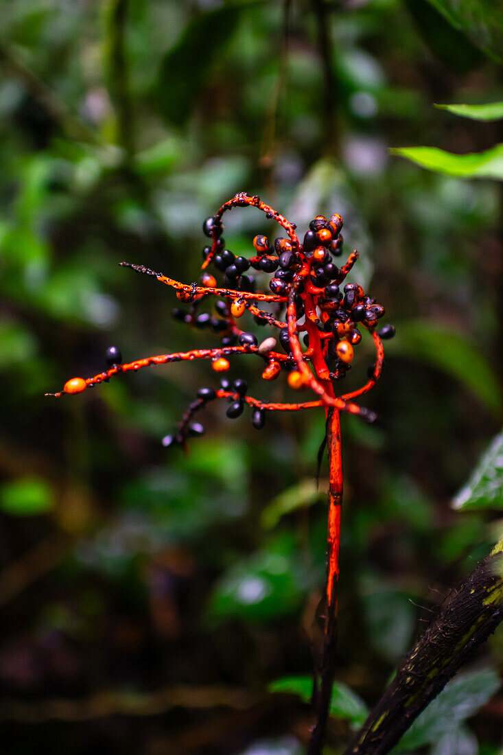 Palm (Chamaedorea sp,) fruits in tropical rainforest, Monteverde, Costa Rica