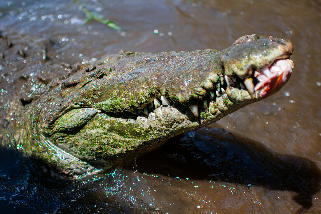 Amerikanisches Krokodil (Crocodylus acutus) im Tarcoles-Fluss,Costa Rica