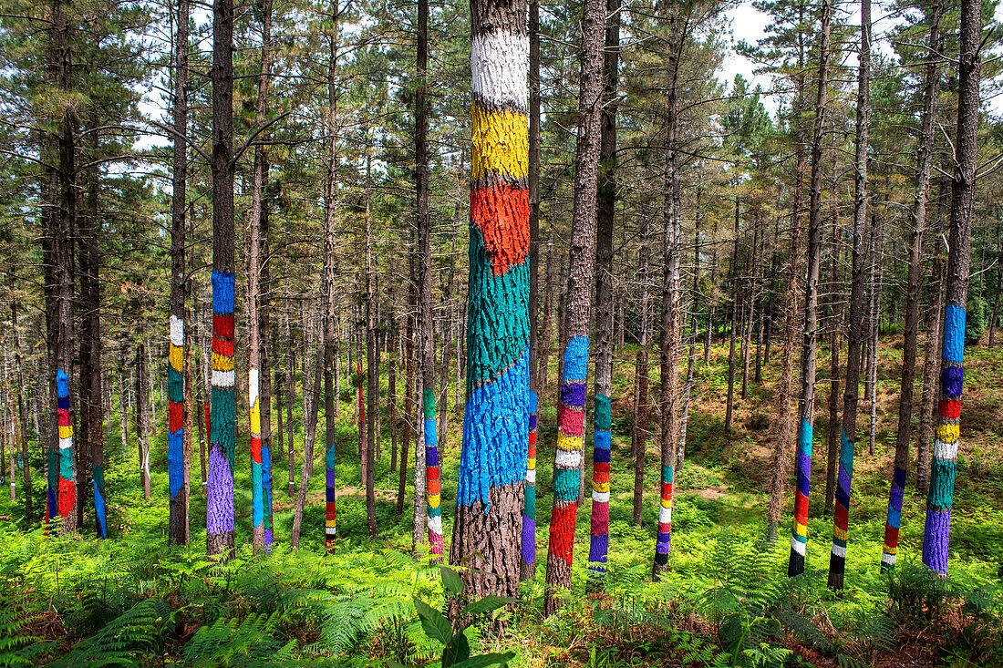 Oma Forest is a work of art by Agustin Ibarrola, a Basque sculptor and painter, in the natural reserve of Urdaibai, Oma, Vizcaya, Basque country Euskadi, Spain