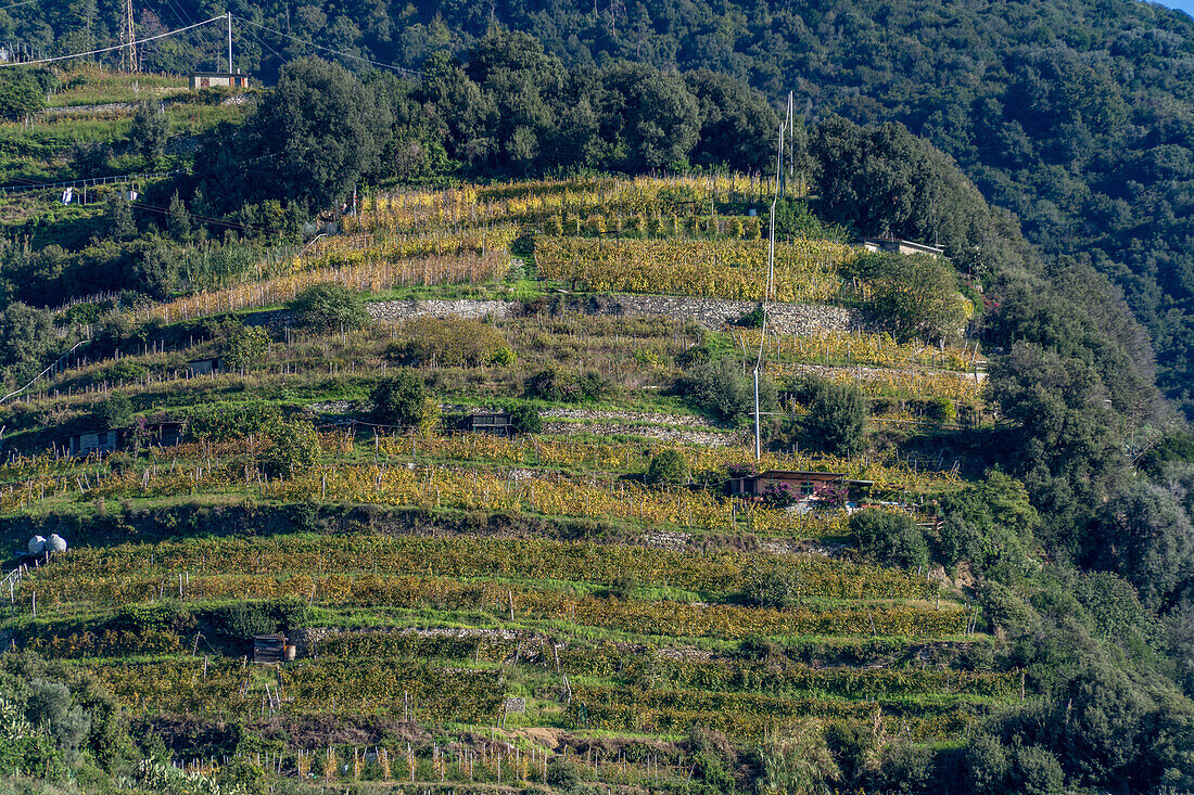 Crops growing on terraces on a steep hillside above Monterosso al Mare, Cinque Terre, Italy.