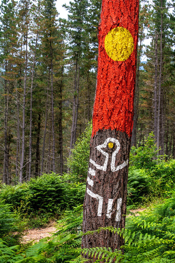 Der Wald von Oma ist ein Kunstwerk von Agustin Ibarrola, einem baskischen Bildhauer und Maler, im Naturschutzgebiet von Urdaibai, Oma, Vizcaya, Baskenland Euskadi, Spanien