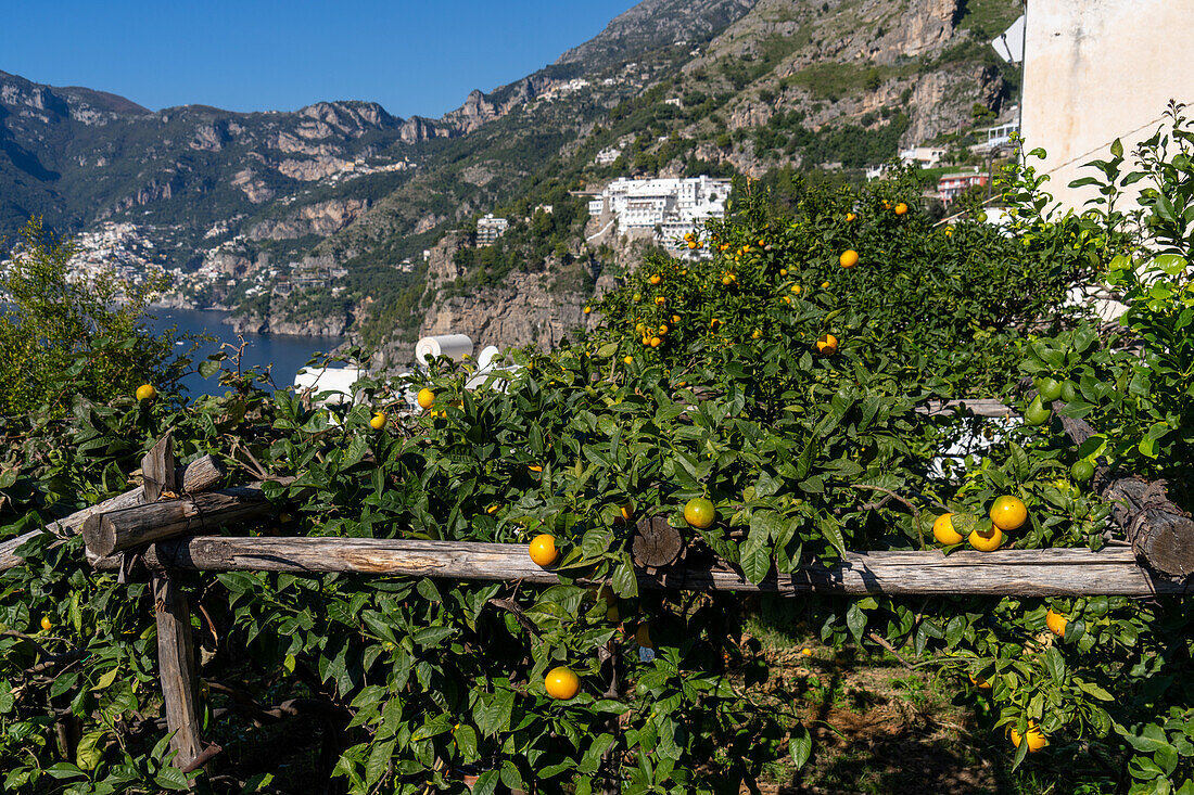 Oranges growing in the seaside resort town of Vettica Maggiore, Praiano, Italy. Amalfi Coast.