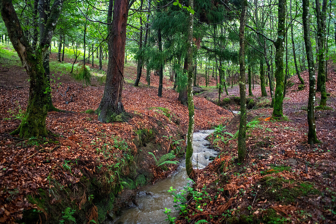 Landscape leafy Otzarreta beech forest in Gorbeia natural park Urkiolagirre, Bizkaia, Euskadi, Basque Country Spain