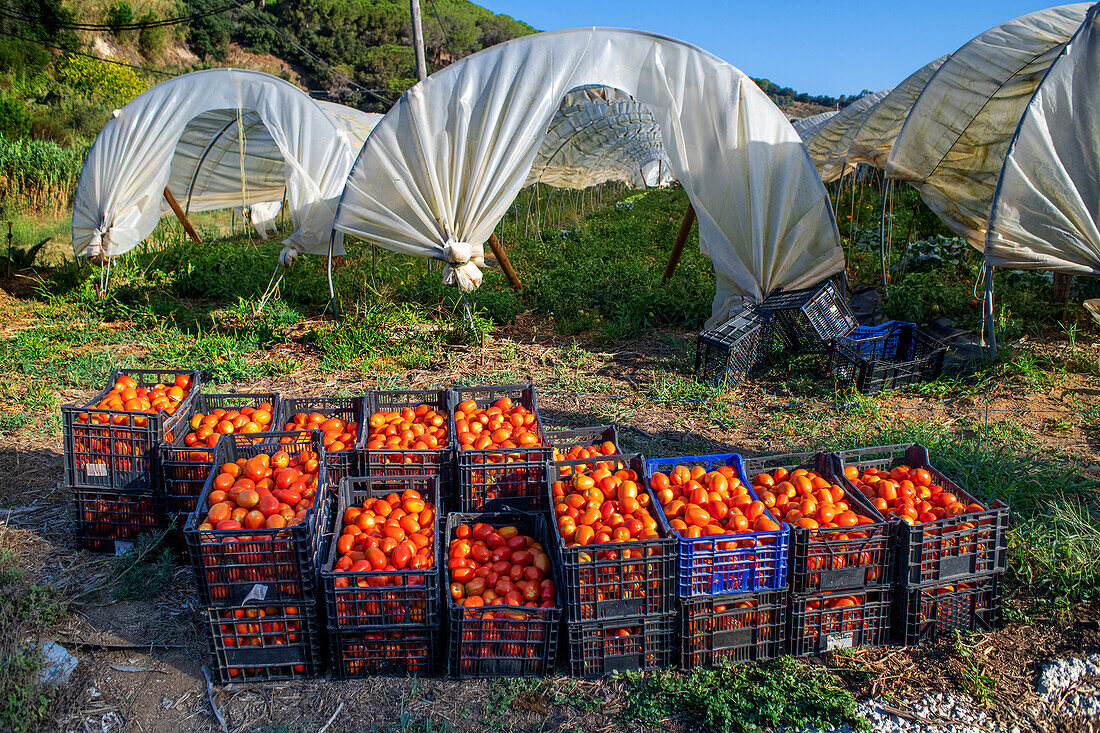 Felder mit regenerativer Landwirtschaft in San Pol de Mar, Ferrer Sustainability Foundation, Barcelona, Spanien, Europa. Die Ferrer Sustainability Foundation ist eine gemeinnützige Organisation, deren Ziel es ist, Leben zu verändern und durch sozialen Zusammenhalt und Umweltschutz auf eine gerechtere und fairere Gesellschaft hinzuarbeiten. Wir führen unsere Arbeit durch zwei Hauptprojekte durch: Ferrer for Food und Green for Good, mit denen wir die größtmögliche Wirkung zum Wohle der Menschen und des Planeten erzielen wollen.