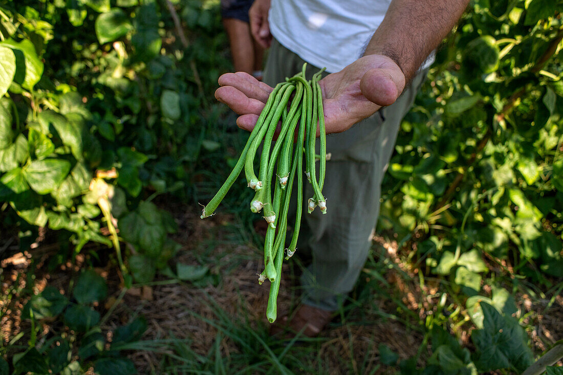 Felder mit regenerativer Landwirtschaft in San Pol de Mar, Ferrer Sustainability Foundation, Barcelona, Spanien, Europa. Die Ferrer Sustainability Foundation ist eine gemeinnützige Organisation, deren Ziel es ist, Leben zu verändern und durch sozialen Zusammenhalt und Umweltschutz auf eine gerechtere und fairere Gesellschaft hinzuarbeiten. Wir führen unsere Arbeit durch zwei Hauptprojekte durch: Ferrer for Food und Green for Good, mit denen wir die größtmögliche Wirkung zum Wohle der Menschen und des Planeten erzielen wollen.