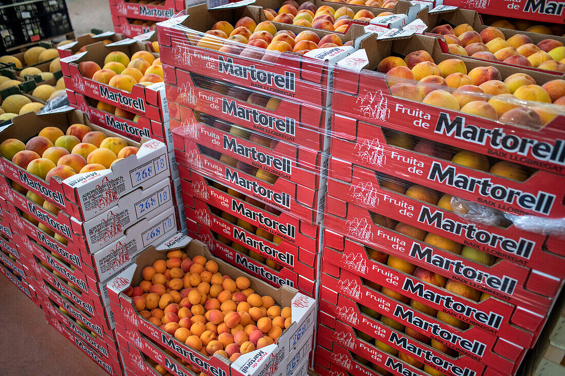 Lokale Produktion, Abteilung Obst und Gemüse, in der Mercabarna. Barcelonas zentrale Märkte. Barcelona. Spanien