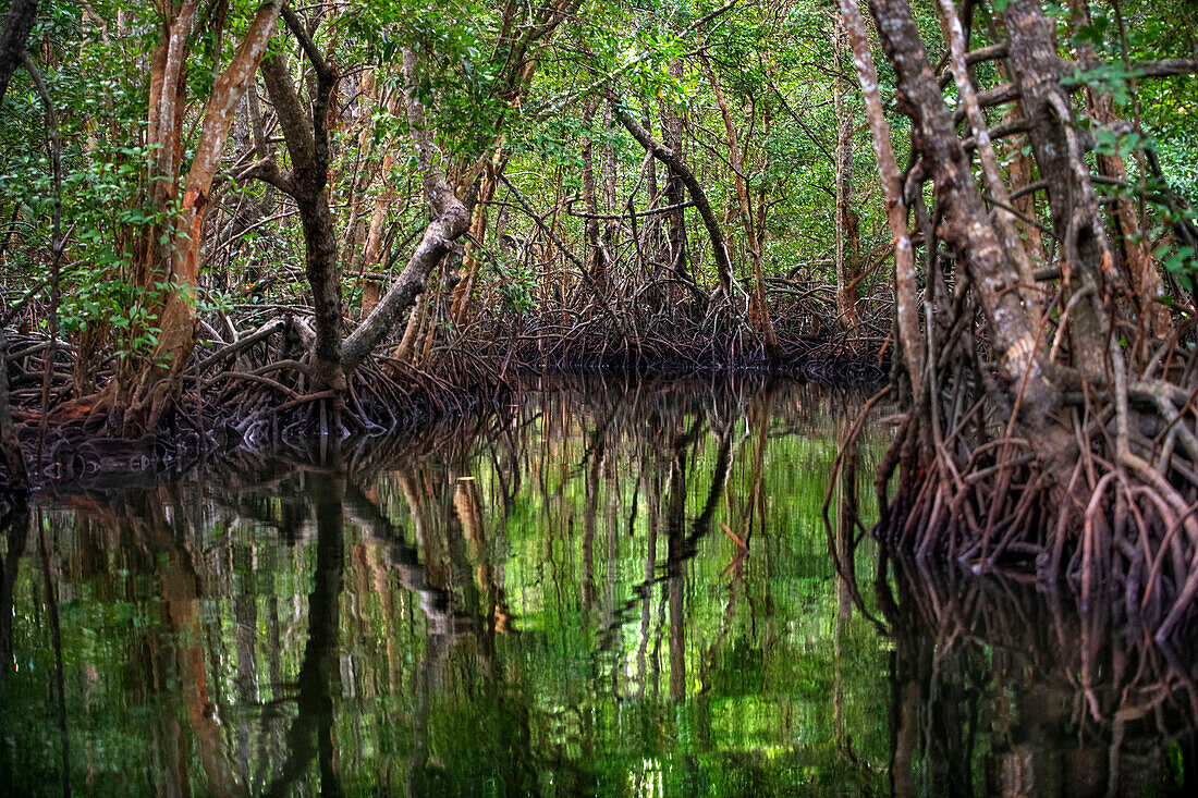 Mangroven-Entdeckungstour mit dem Boot auf dem Sebung-Fluss, Insel Bintan, Riau-Inseln, Indonesien.