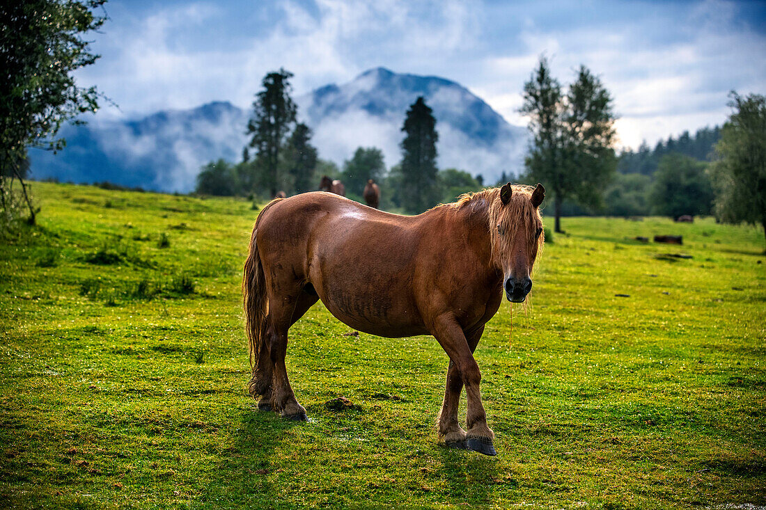 Wild horses in Urkiola natural park Urkiolagirre meadows, Bizkaia, Euskadi, Basque Country Spain