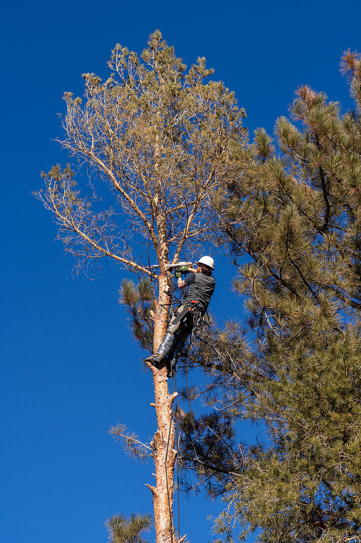 A tree surgeon uses a chain saw to cut off the branches of a tree before cutting it down.