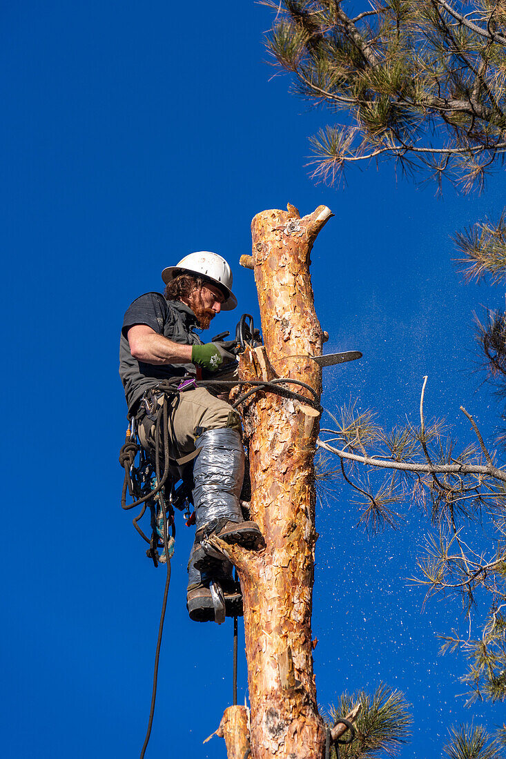 A tree surgeon uses a chain saw to cut the trunk of a tree in smaller logs before cutting it down.