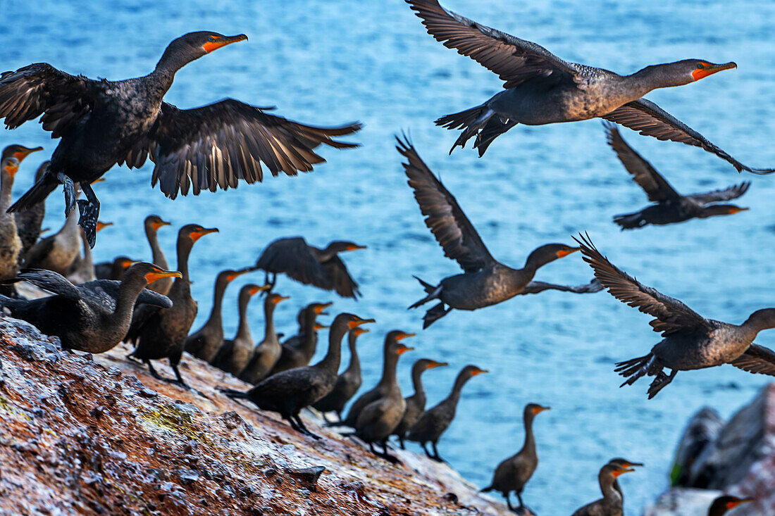 Doppelhaubenkormorane (Phalacrocorax auritus) auf Felsen in der Nähe der Iles de la Madeleine Cape Alright Leuchtturm auf einer Klippe mit Blick auf einen Sandstrand auf den Iles de la Madeleine, Quebec, Kanada