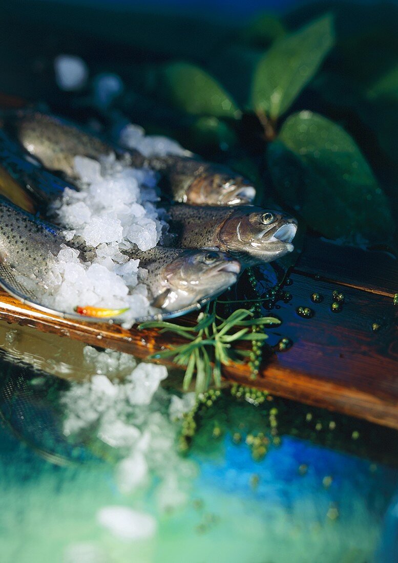 Three Fresh Trout on Ice