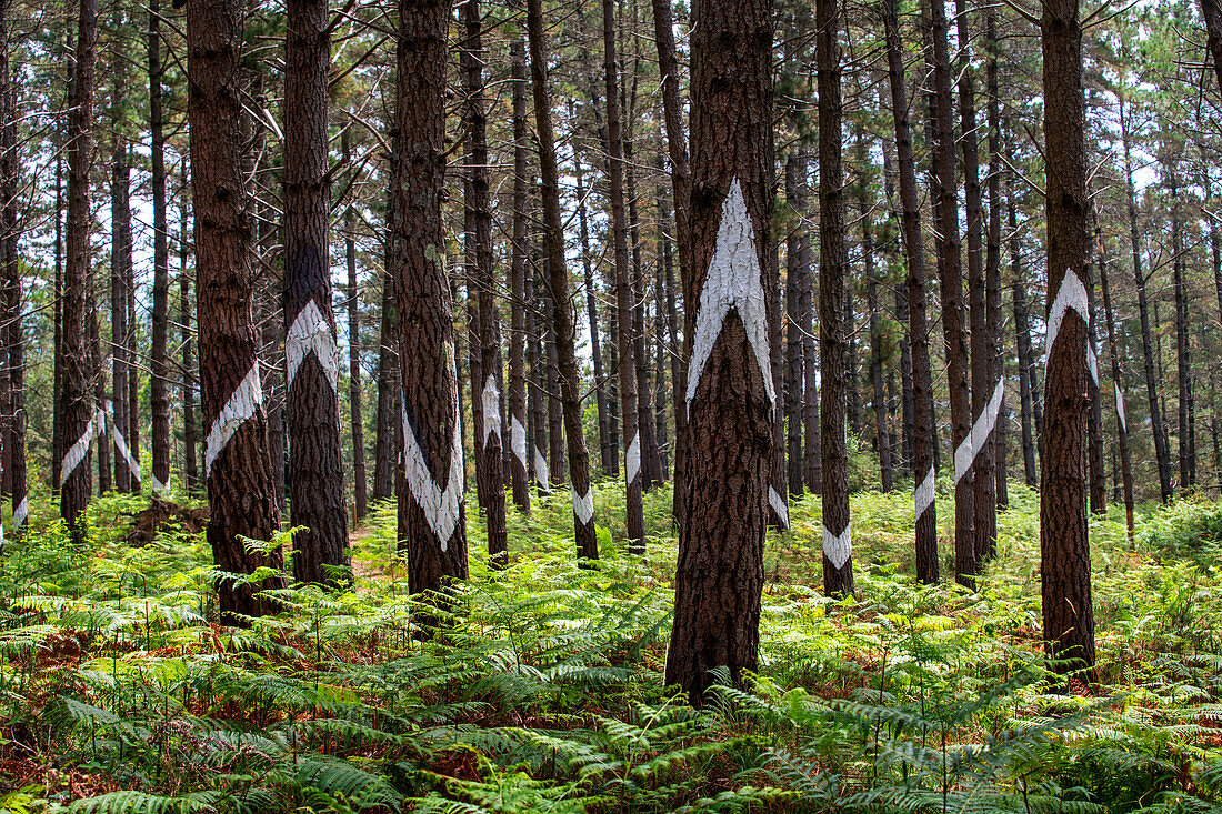 Oma Forest is a work of art by Agustin Ibarrola, a Basque sculptor and painter, in the natural reserve of Urdaibai, Oma, Vizcaya, Basque country Euskadi, Spain