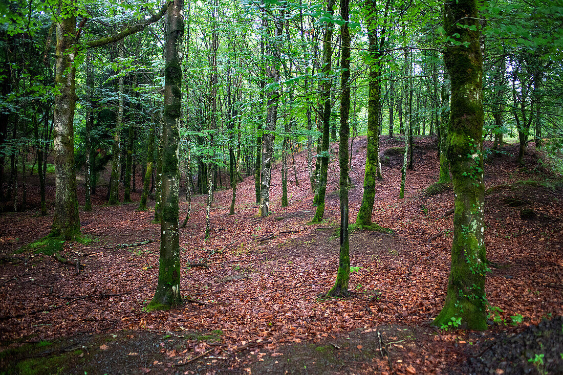 Landschaft mit Buchenwald in Otzarreta im Naturpark Gorbeia, Urkiolagirre, Bizkaia, Euskadi, Baskenland, Spanien