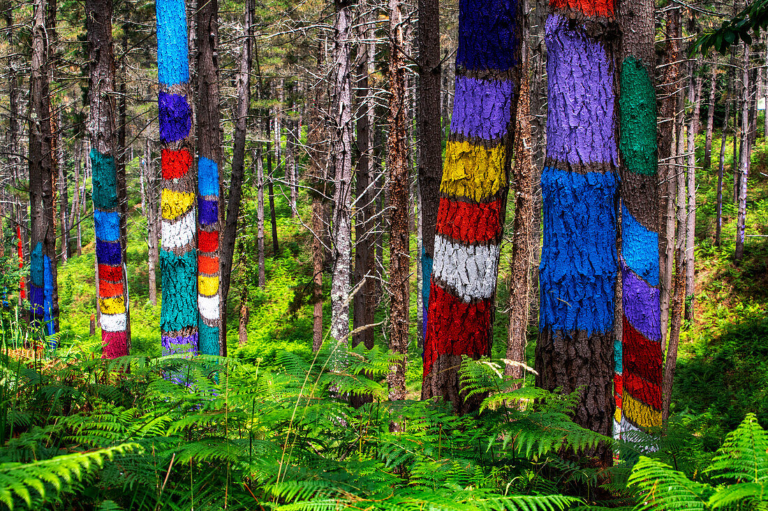 Oma Forest is a work of art by Agustin Ibarrola, a Basque sculptor and painter, in the natural reserve of Urdaibai, Oma, Vizcaya, Basque country Euskadi, Spain