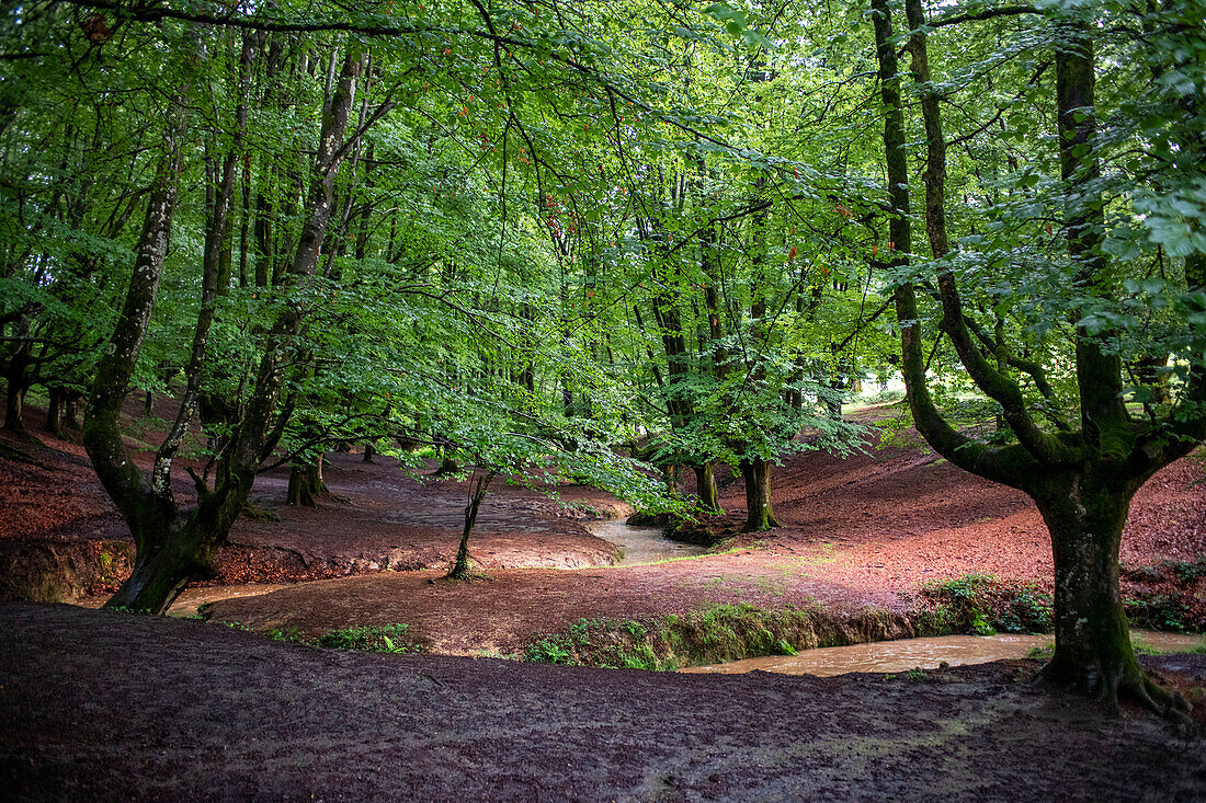 Landscape leafy Otzarreta beech forest in Gorbeia natural park Urkiolagirre, Bizkaia, Euskadi, Basque Country Spain