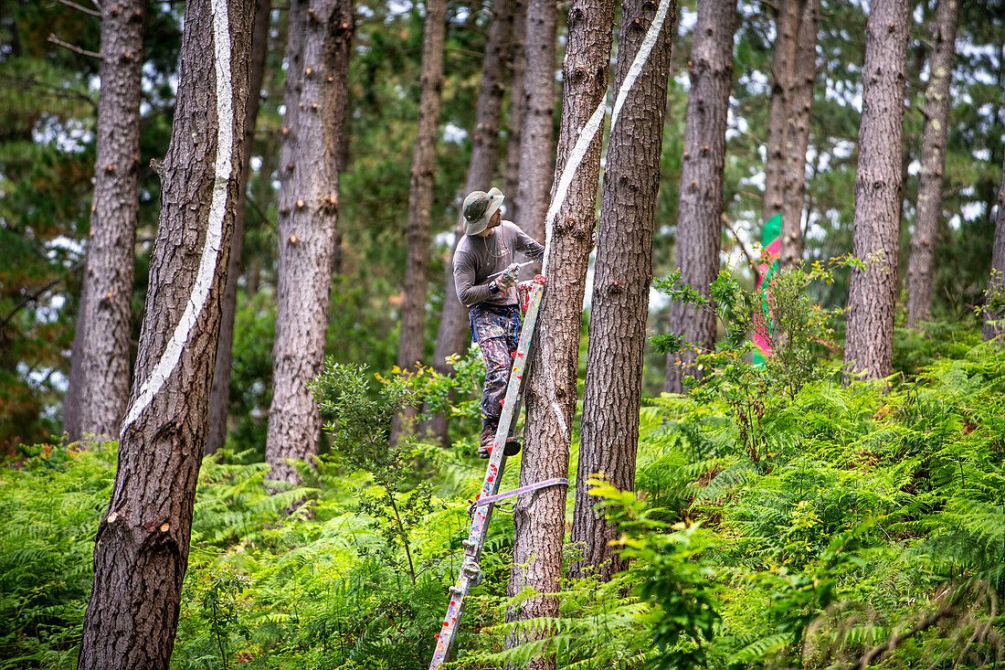 Oma Forest is a work of art by Agustin Ibarrola, a Basque sculptor and painter, in the natural reserve of Urdaibai, Oma, Vizcaya, Basque country Euskadi, Spain