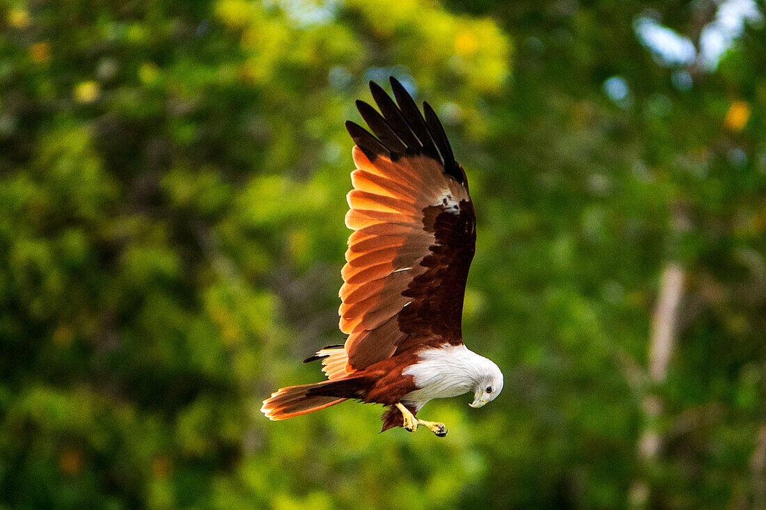 A Brahminy kite (Haliastur indus), the symbol of Langkawi, Kilim Geoforest Park, Langkawi, Malaysia, Southeast Asia, Asia