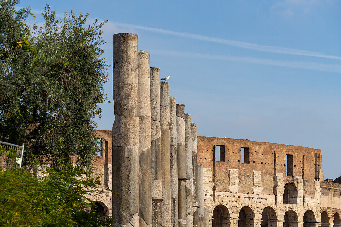 Römische Säulen entlang der Via Sacra im archäologischen Park des Kolosseums, dahinter das Kolosseum in Rom, Italien.